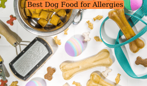 Best Dog Food for Allergies