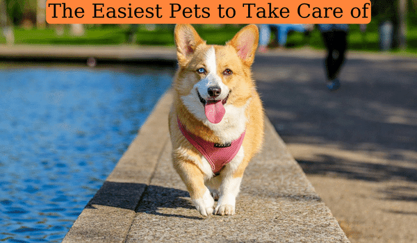 The Easiest Pets to Take Care of