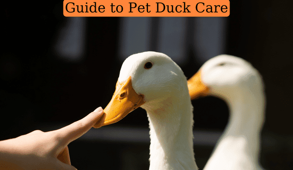 Guide to Pet Duck Care