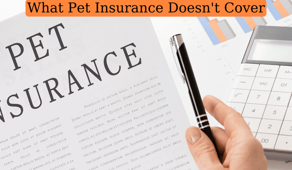 What Pet Insurance Doesn’t Cover