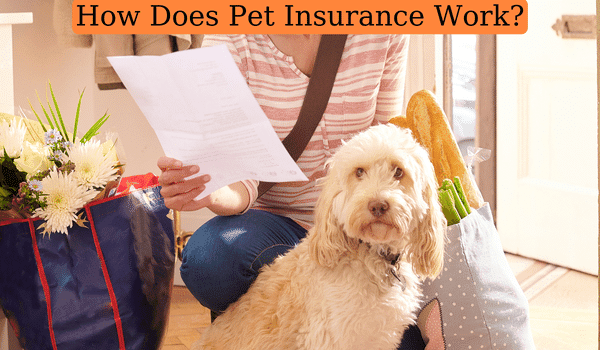 How Does Pet Insurance Work?