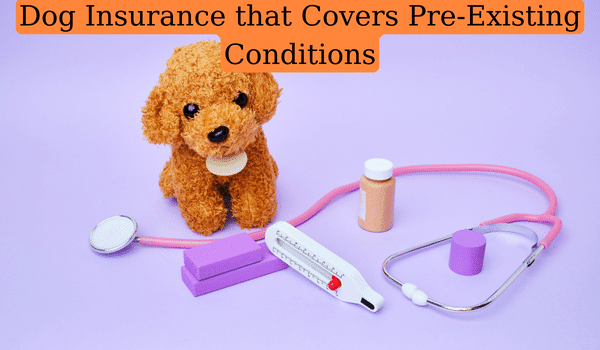 Dog Insurance that Covers Pre-Existing Conditions